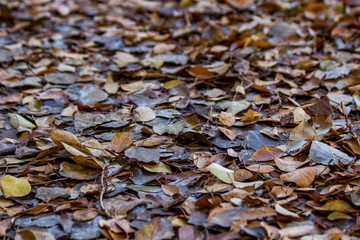 Ground completely covered with various dead leaves in perspective. Background photo with selective focus