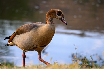 An Egyptian goose alighting from the water and walking towards the photographer