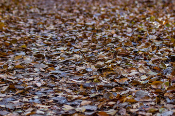 Ground completely covered with various dead leaves in perspective. Background photo with selective focus