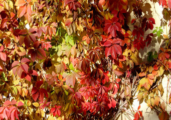 Yellow, orange, red autumn leaves of climbing plants as a background