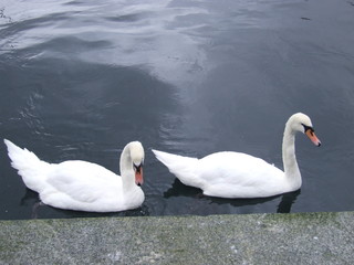 beautiful white swans in the city