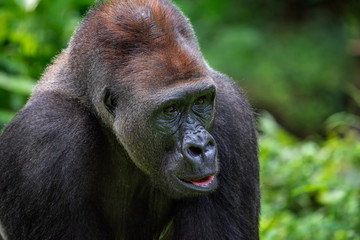 Obraz premium portrait of a western lowland gorilla