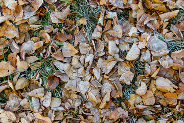 Winter came early. Frost on a green grass and dead leaves