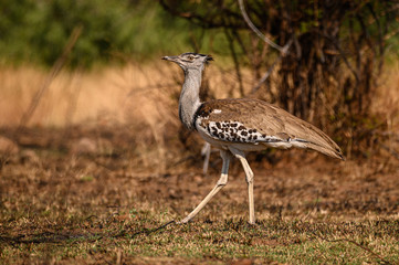 A Kori Bustard strolling meaningfully through an opening in the bush while searching for food