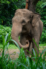 sumatrean elephant