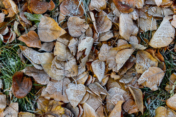 Winter came early. Frost on a green grass and dead leaves