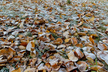 Winter came early. Frost on a green grass and dead leaves. Background photo in perspective with selective focus