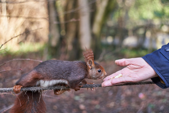 Squirrel eating nuts from man hand.