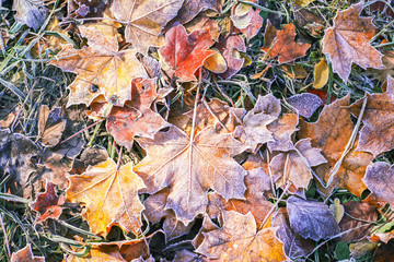 Colorful leaves outdoors in countryside. Autumn nature seasonal details.