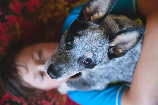 Adorable blue heeler puppy lying and cuddling with a young boy on red retro patterned carpet
