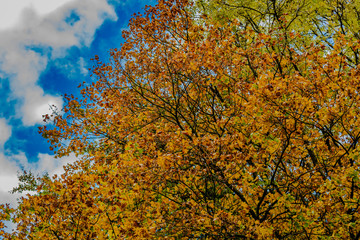 Yellow, orange, golden leaves on  a tree with blue sky and white clouds