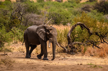 African Elephant bull approaching a waterhole after splashing himself with mud in the stream...