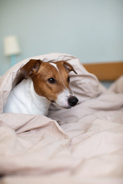 a dog waking up in bed