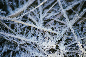 First frost in autumn park. Early morning in november. Wet branches in rime.