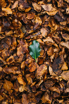 Green leaf lyiing on dry leaves.