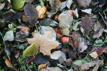 Apples and colorful fall leaves outdoors in countryside. Autumn nature seasonal details.