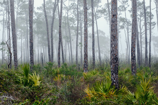 Florida Forest in the Fog