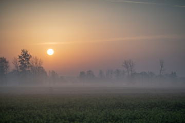 Fototapeta premium foggy autumn morning