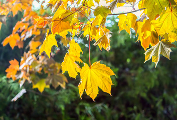 Colorful maple leaves outdoors in countryside. Autumn nature seasonal details.