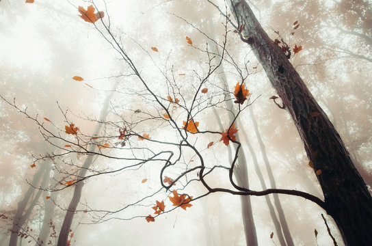 Autumn leaves in enchanted forest with fog
