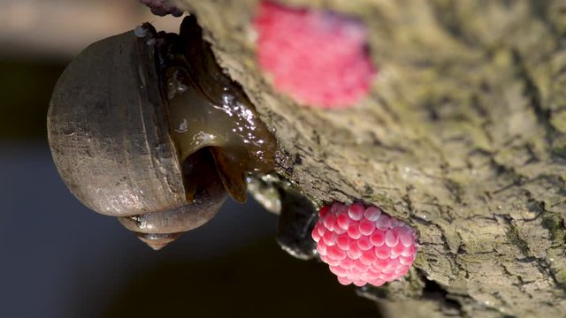 Extreme close up of an appe snail moving slowly beside his eggs on a branch