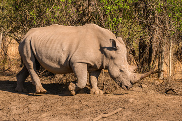 Fototapeta premium White Rhinoceros manoeuvring around the waters edge to find a suitable place to drink