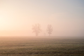 lonely trees on the field during foggy sunrise