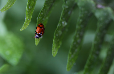ladybug on green leaf