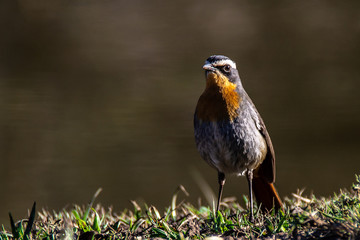 Cape Robin Chat looking around and pausing while scouring the undergrowth and leaf litter for food  