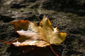 Fallen Leaf