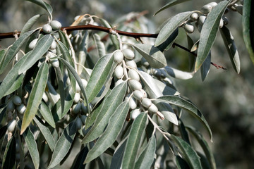 Closeup of Elaeagnus angustifolia branch (commonly called Russian olive, silver berry, oleaster, Persian olive, or wild olive)