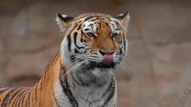 Siberian tiger (Panthera tigris altaica) hungry licking