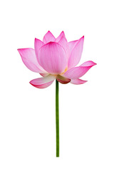 Lotus flower isolated on white background. File contains with clipping path so easy to work.