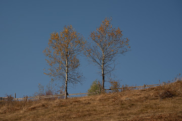 Trees in autumn with blue sky