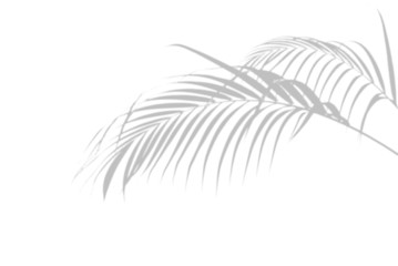 Abstract palm leaves shadow on white wall Background. Blank copy space.
