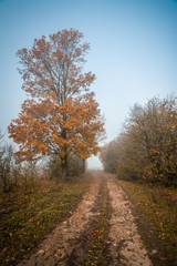 Autumn tree