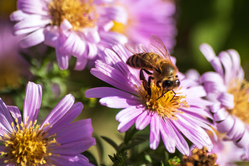 Bee on a flower at sunny autumn day