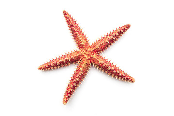 Real dry Starfish on the white background.