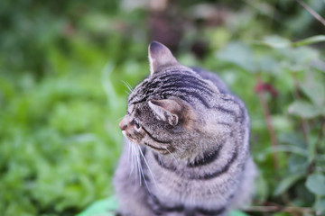 Striped cat outdoors in country yard.