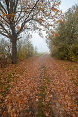 Obraz premium Autumn tree