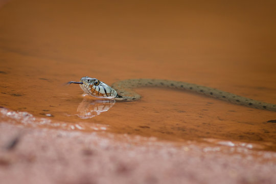 Wassernatter Bilder Durchsuchen 6,809 Archivfotos, und