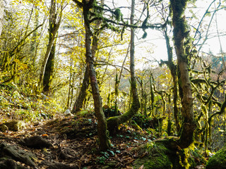 Naklejka premium Boxwood forest in the mountains. unusual wood in the mountain forest thicket.