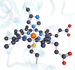 Heme ligand in cytochrome C protein