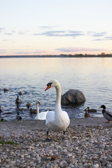 Wild swan and ducks near the river