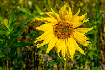Morgentau Spinnennetze Blumen