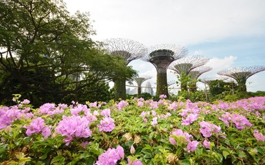 View of the trees of the future in Singapore through pink flowers