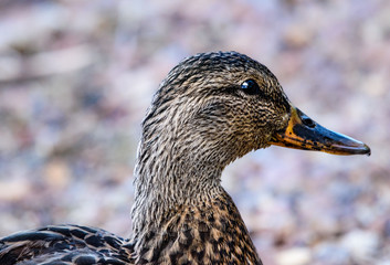 Closeup Profile Portrait of Female Mallard Duck at Paulina Lake Central Oregon