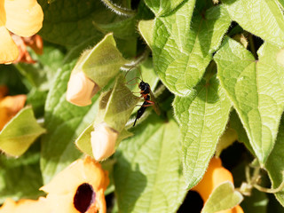 Une mouche ichneumon posée sur une feuille (Phaenolobus terebrator)