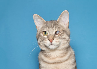 Obraz premium portrait of a young tabby kitten with congenital defect in left eye looking at viewer. Blue background