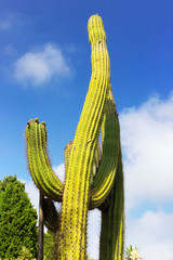 Large mexican cactus on a background of blue sky with clouds.